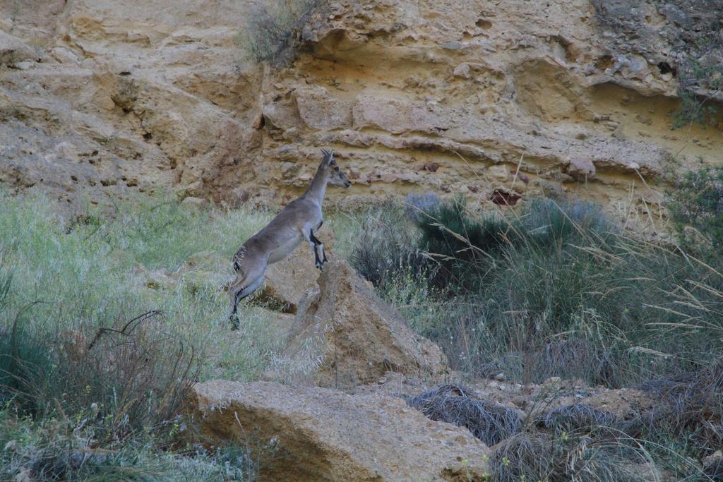 Alojamientos Rurales Cortijo Las Golondrinas Алама-де-Мурсія Екстер'єр фото