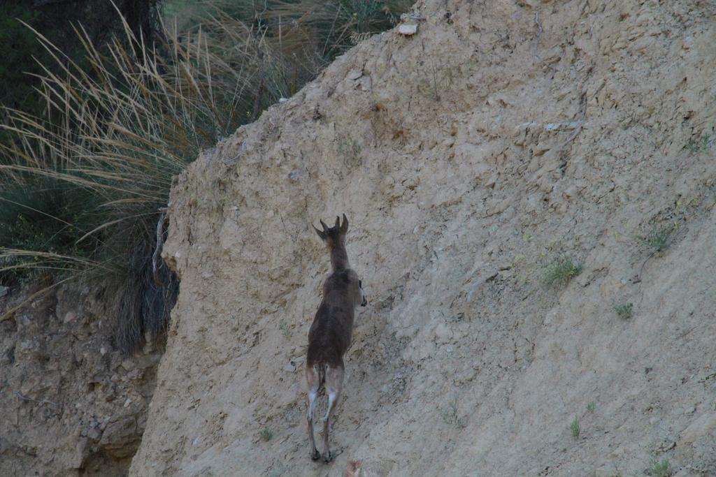 Alojamientos Rurales Cortijo Las Golondrinas Алама-де-Мурсія Екстер'єр фото