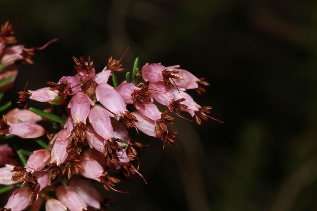 Alojamientos Rurales Cortijo Las Golondrinas Алама-де-Мурсія Екстер'єр фото